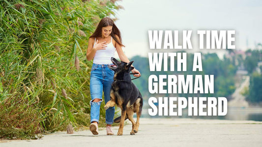How Many Times a Day Should You Walk a German Shepherd? - GSD Colony