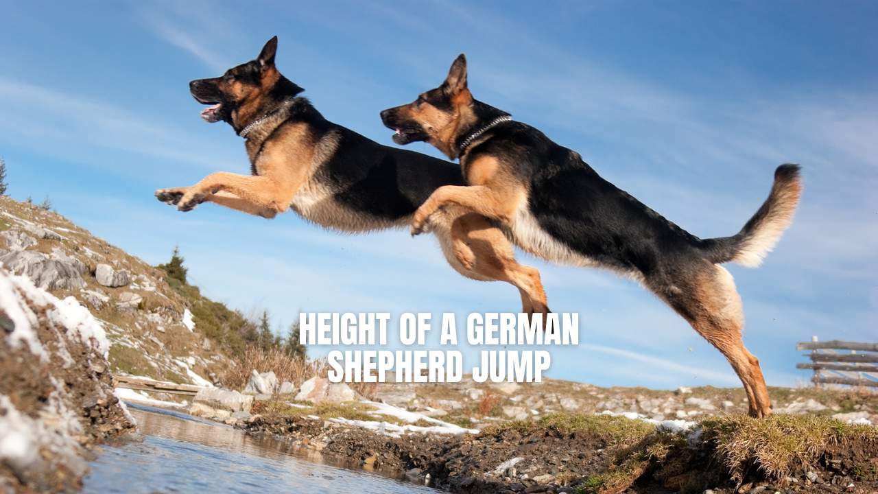 German Shepherd Puppies: A Deep Dive into Their Energy Levels and Hyperactivity - Details