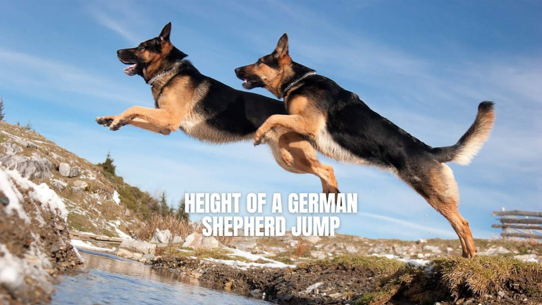 How high German Shepherds can jump - GSD Colony