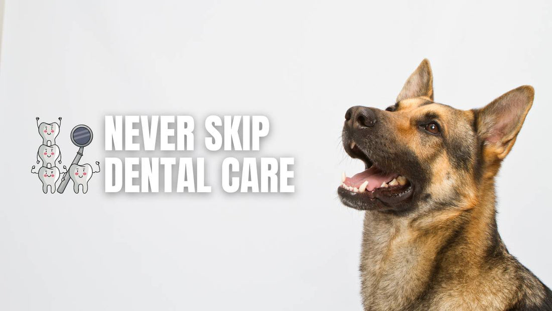 The Top Three Reasons to Brush your German Shepherd's Teeth - GSD Colony