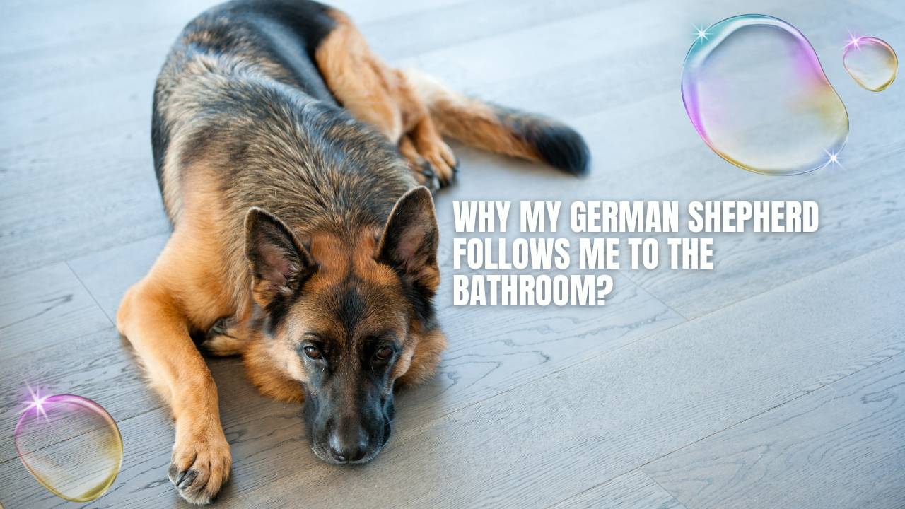 Why My German Shepherd Follows Me To The Bathroom GSD Colony