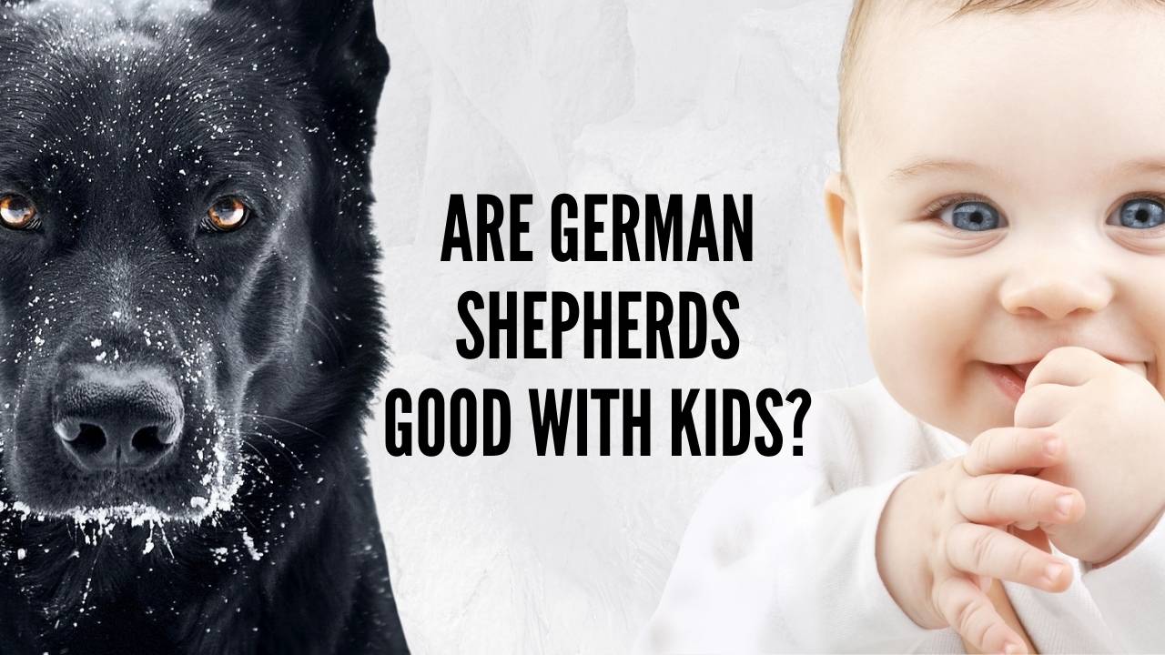 Are German Shepherds Truly Good With Kids? (Facts Vs. Myths) – GSD Colony