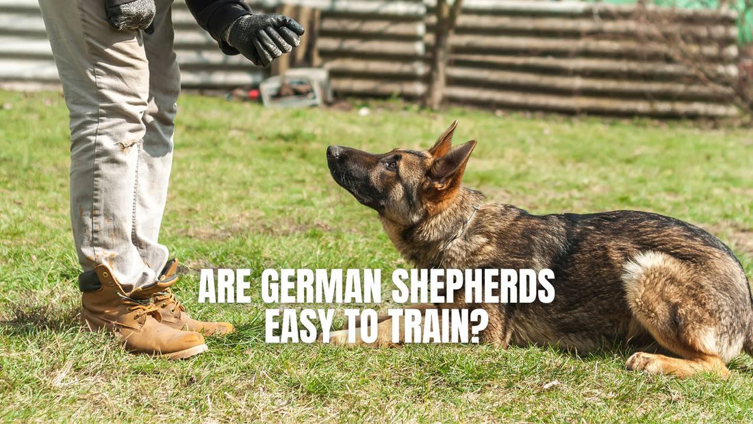 Are German Shepherds easy to train? GSD Colony