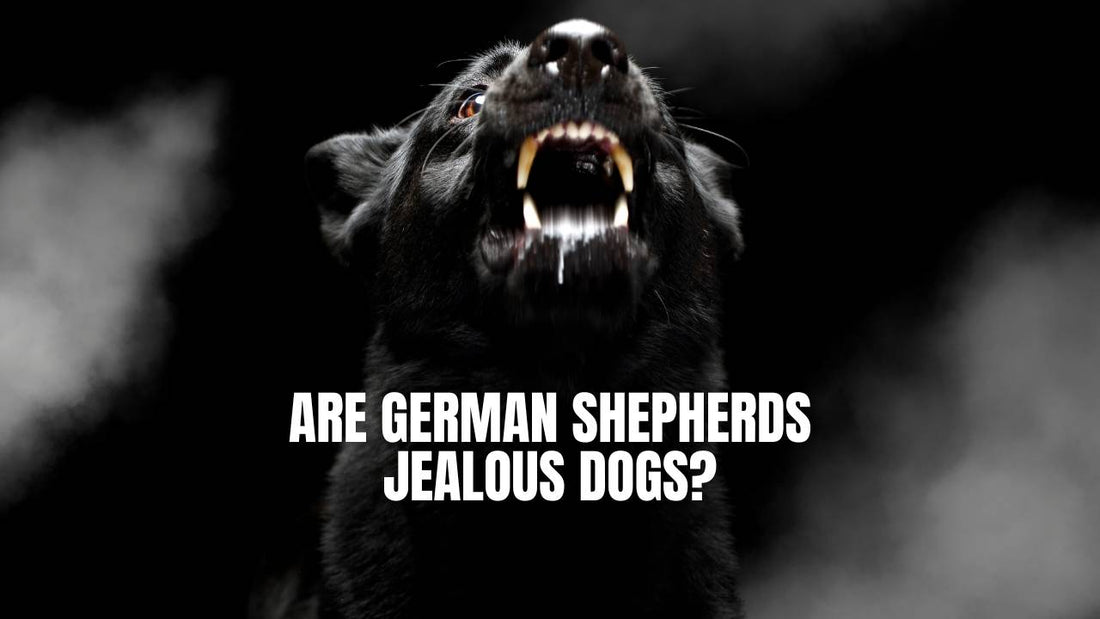 Are German Shepherd Jealous dogs?