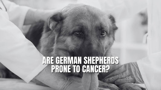 Are German Shepherds Prone To Cancer?