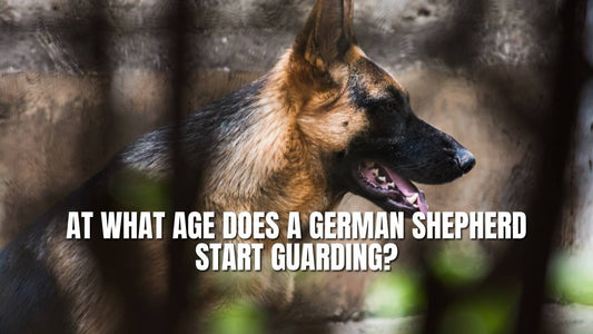 At What Age Does a German Shepherd Start Guarding?