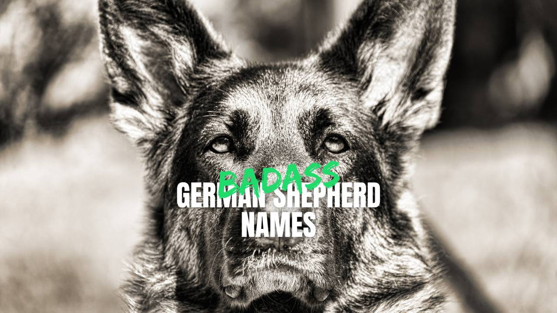 Badass German Shepherd names - GSD Colony