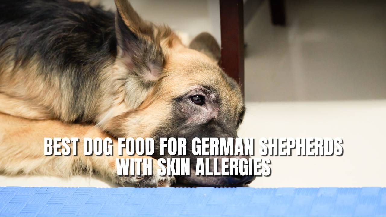 Best Dog Food for German Shepherds With Skin Allergies: A Complete Guide