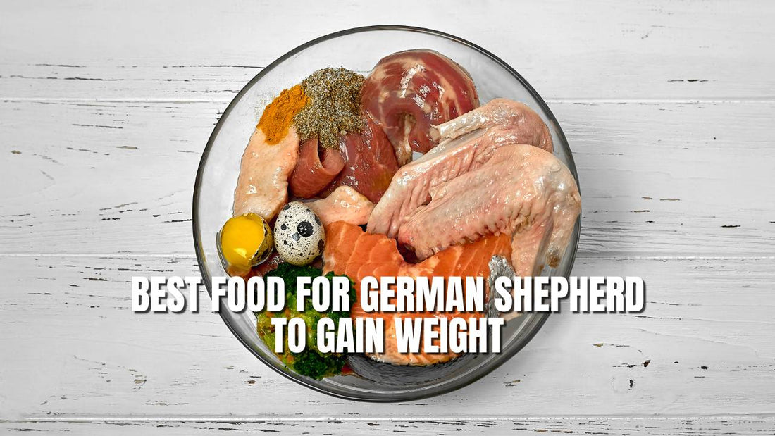 Best Food For German Shepherd To Gain Weight (Ultimate List)