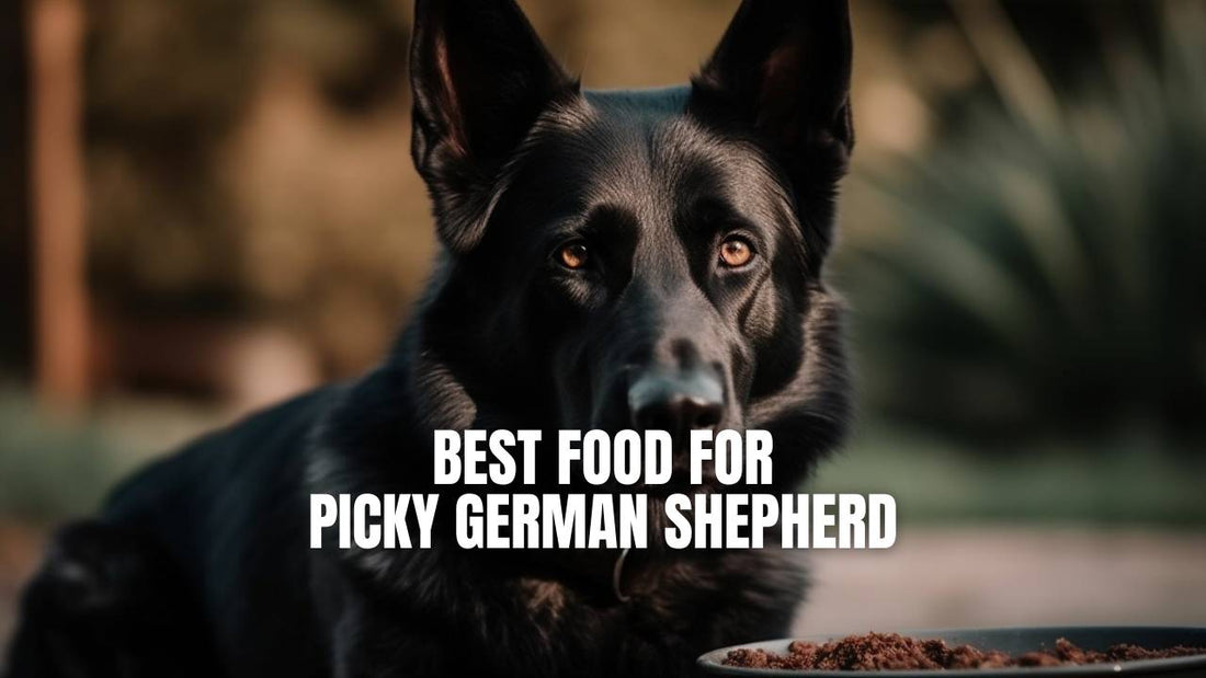 Best food for picky German Shepherd