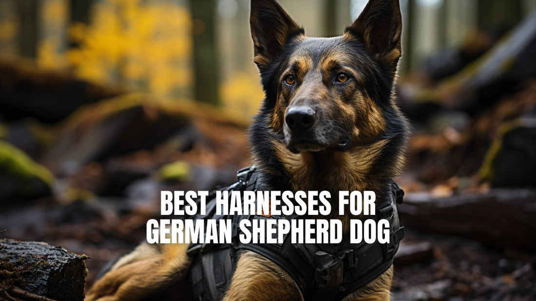 The best harnesses for German Shepherd dog - GSD Colony blog post