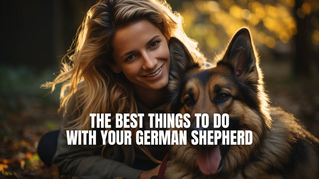 The best things to do with German Shepherd dog - GSD Colony blog