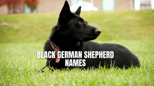 Black German Shepherd names - GSD Colony