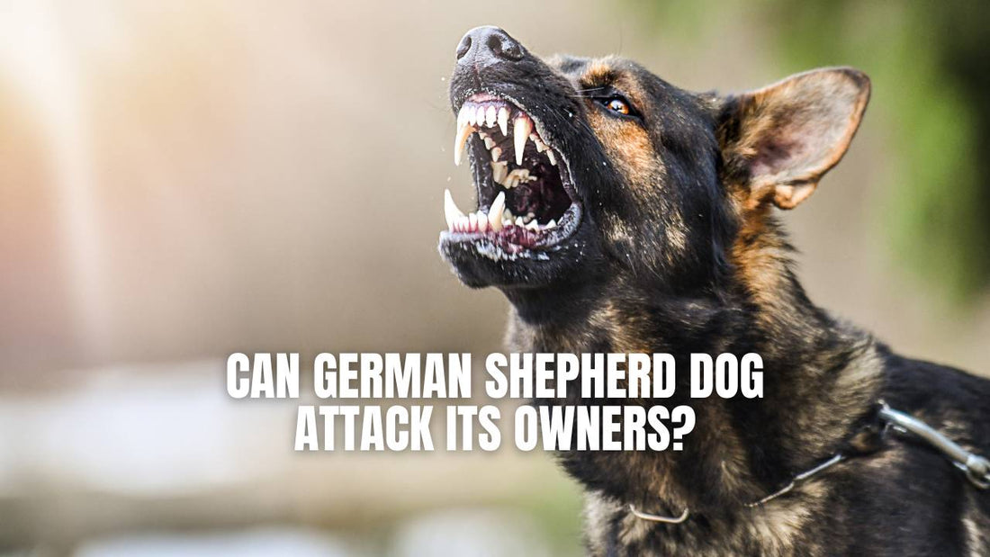 Can German Shepherd dog attack its owner - GSD Colony blog post