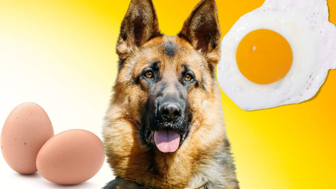 Can German Shepherd dog eat eggs - GSD Colony