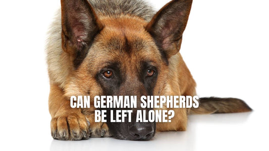 Can German Shepherds be left alone - GSD Colony