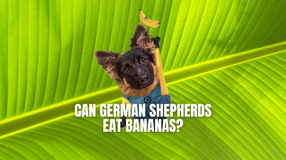 Can German Shepherd dog eat banana? GSD Colony blog post