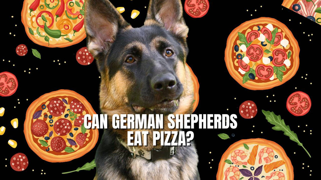 Can German Shepherds Eat Pizza?