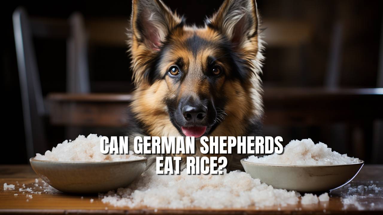 Can German Shepherds Eat Rice? (Is Rice Beneficial?) – GSD Colony