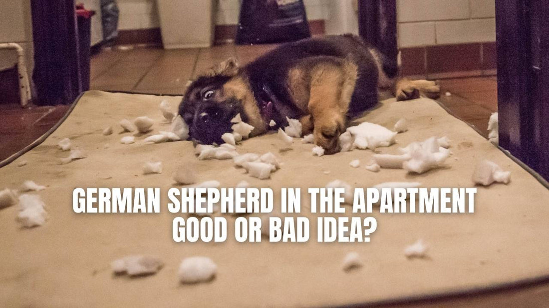 Can German Shepherds live in apartments?
