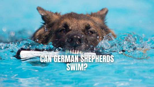 Can German Shepherds swim - GSD Colony