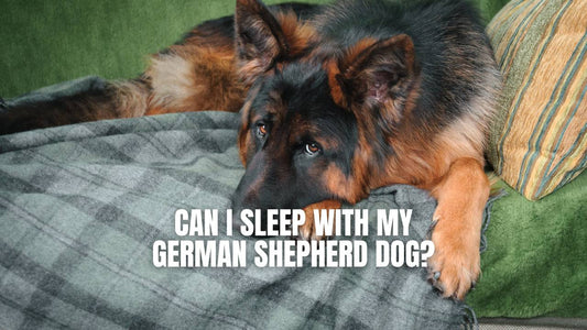 Can my German Shepherd dog sleep with me?
