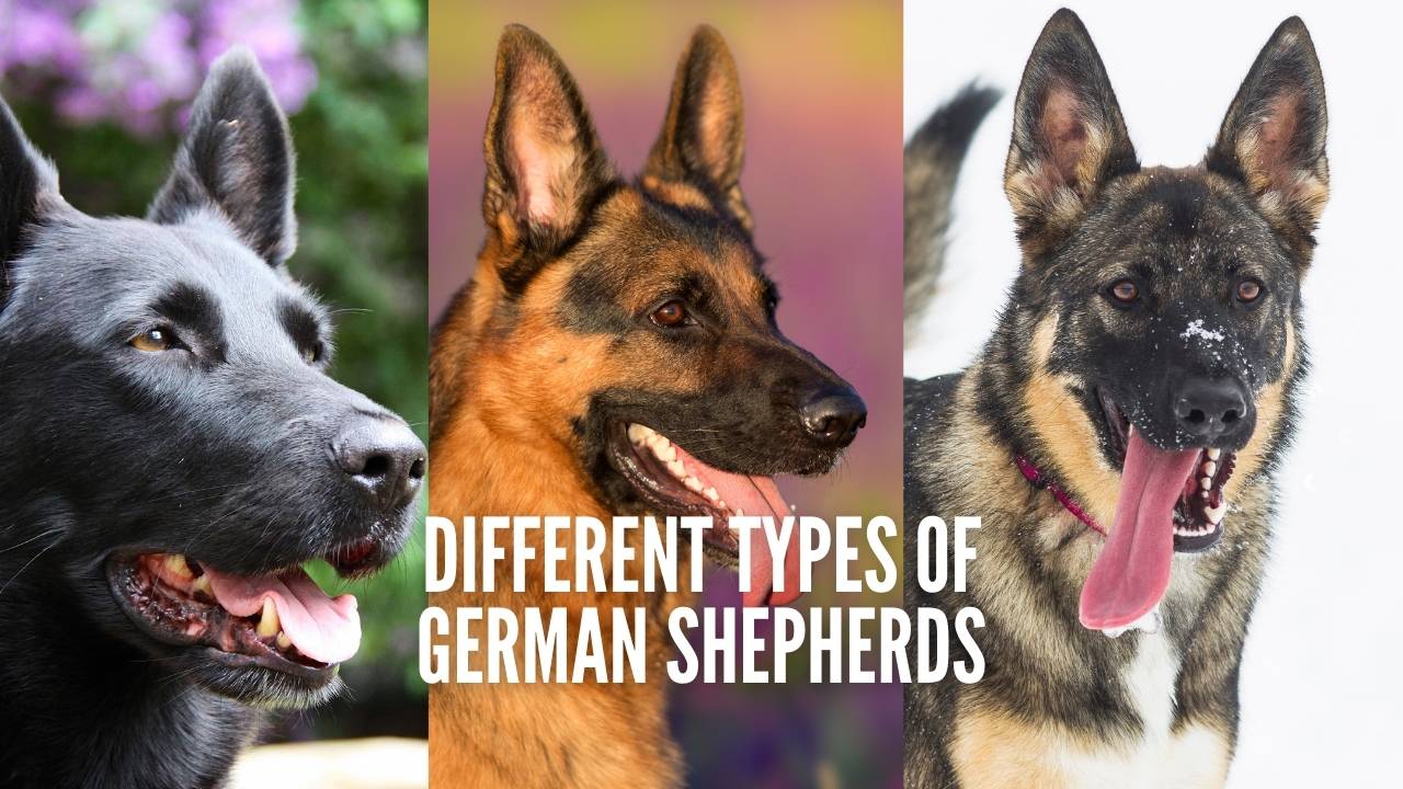 Different Types of German Shepherds | Full List+Photos – GSD Colony