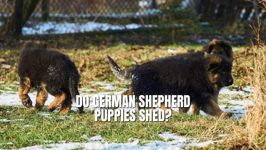 Do German Shepherd Puppies Shed?