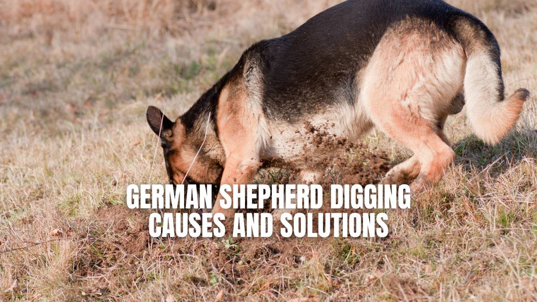 Do German Shepherds Dig? GSD Colony