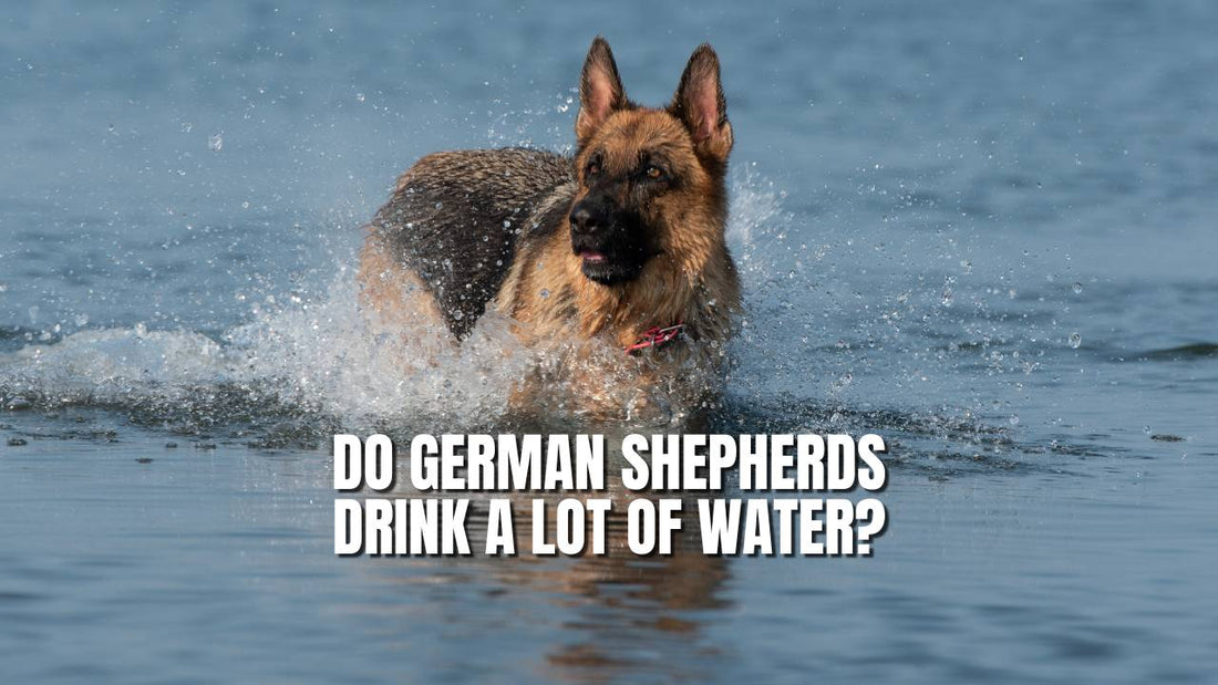 Do German Shepherds drink a lot of water?