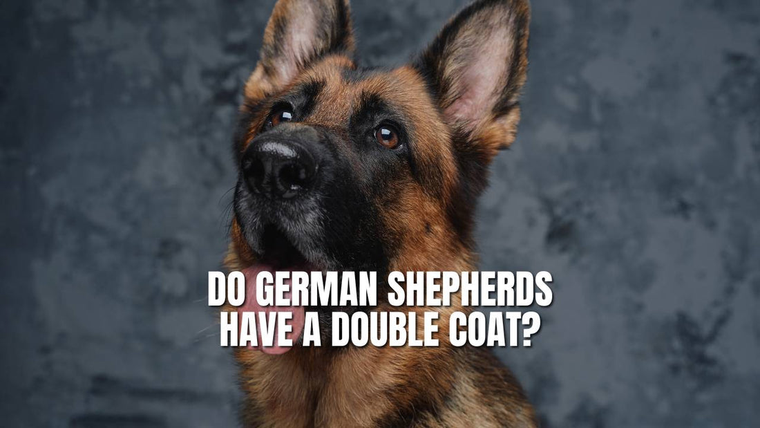 Do German Shepherds have a double coat?