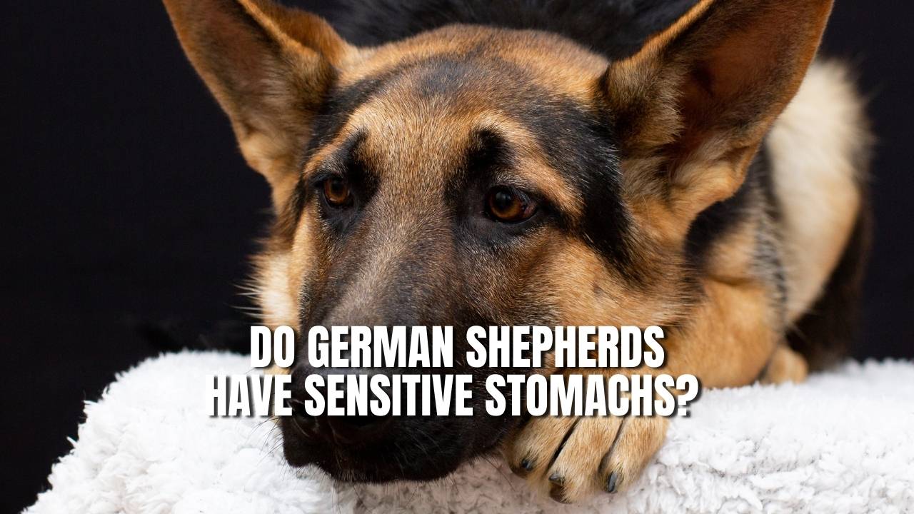 German shepherd sensitive stomach hotsell dog food