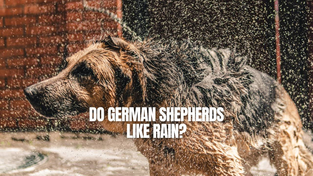 Do German Shepherds like rain - GSD Colony