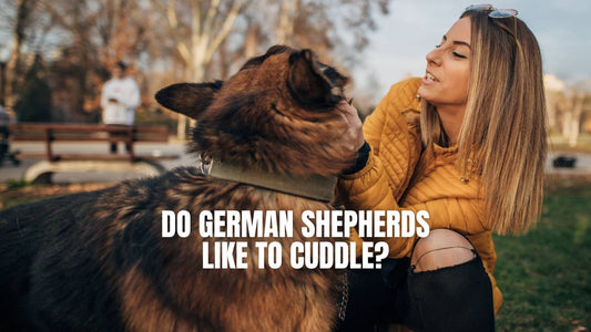 Do German Shepherds Like to Cuddle? - GSD Colony