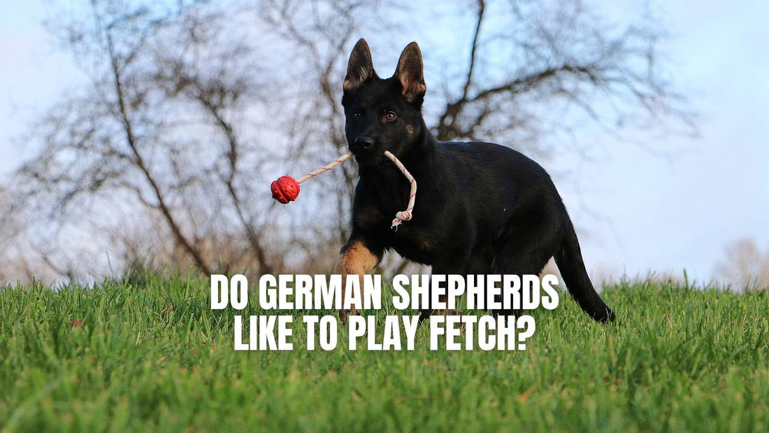 Do German Shepherds Like to Play Fetch?