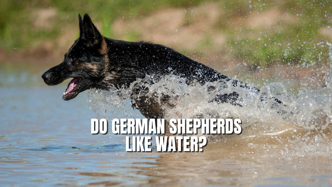 Do German Shepherds love water? GSD Colony