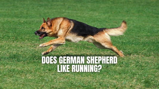 Does German Shepherd like running? GSD Colony