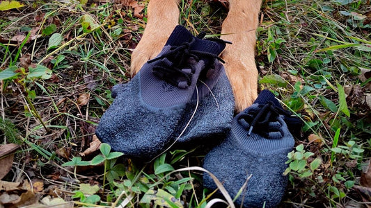 Does my German Shepherd need protection shoes - GSD Colony