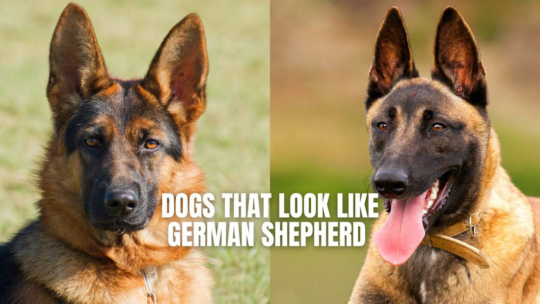 These 10 dogs look like a German Shepherd dog - GSD Colony blog post