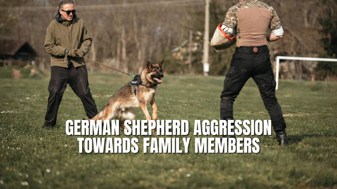 German Shepherd Aggression Towards Family Members