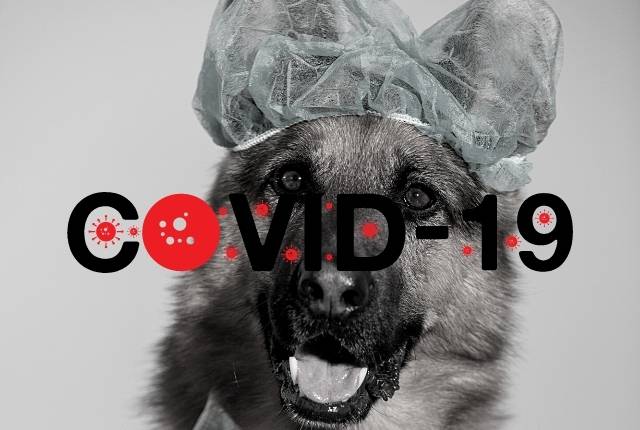 German Shepherd and COVID-19, Can my dog get sick from COVID-19