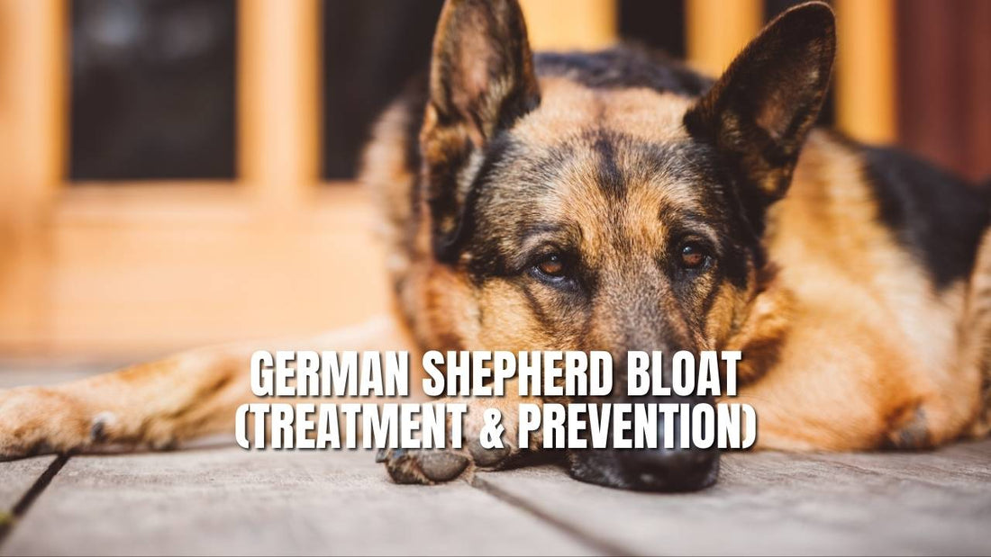 German Shepherd Bloat (Treatment & Prevention)