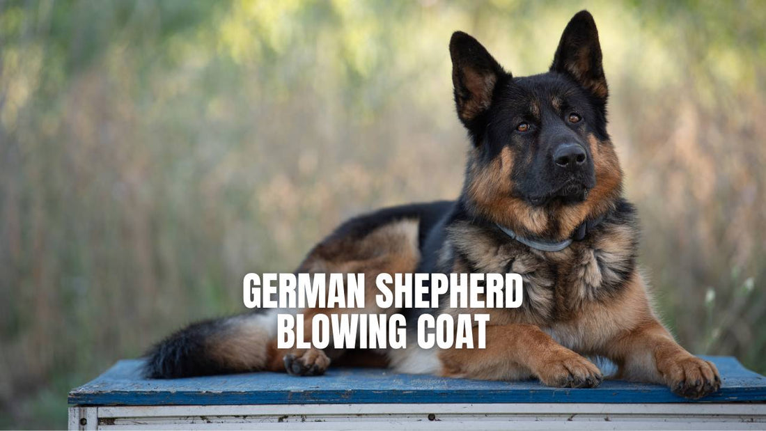 German Shepherd Blowing Coat