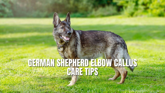 German Shepherd Elbow Callus (Dealing with Elbow Callus)