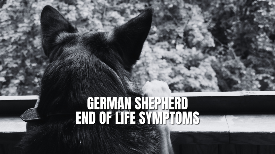German Shepherd End of Life Symptoms (What to Look For)