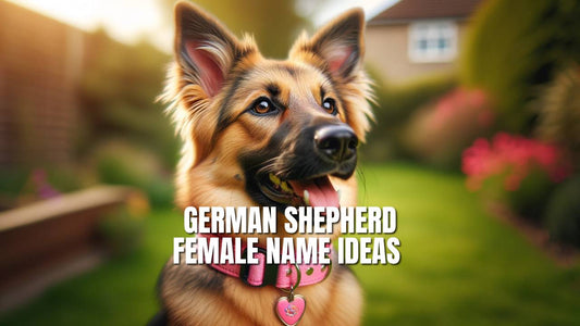 German Shepherd Female Names - GSD Colony