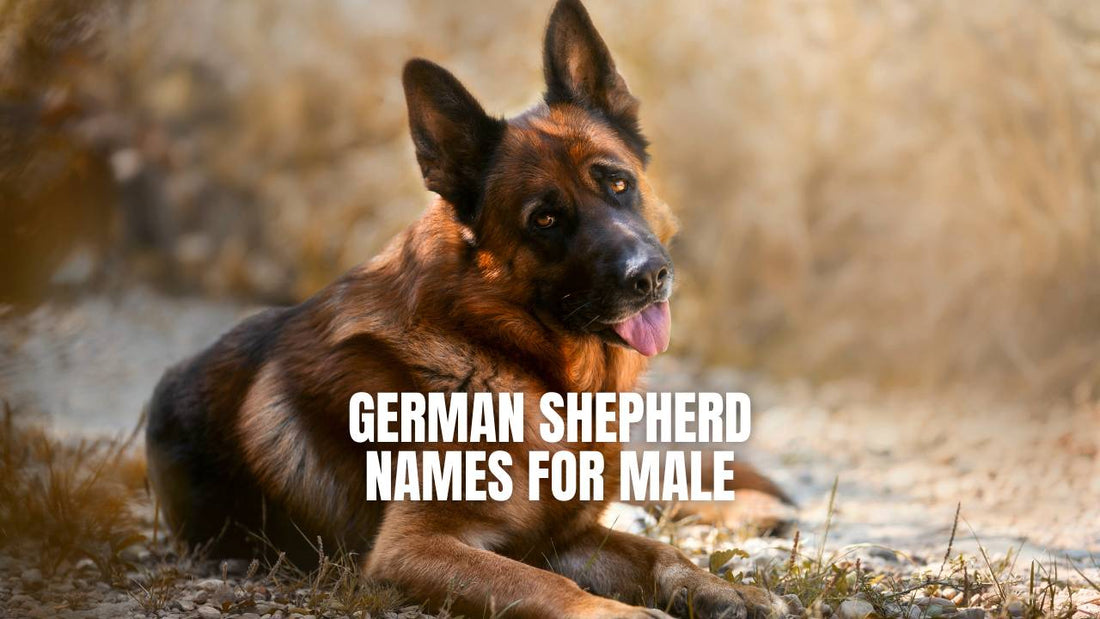 Names of German Shepherd male - GSD Colony list of male dog names