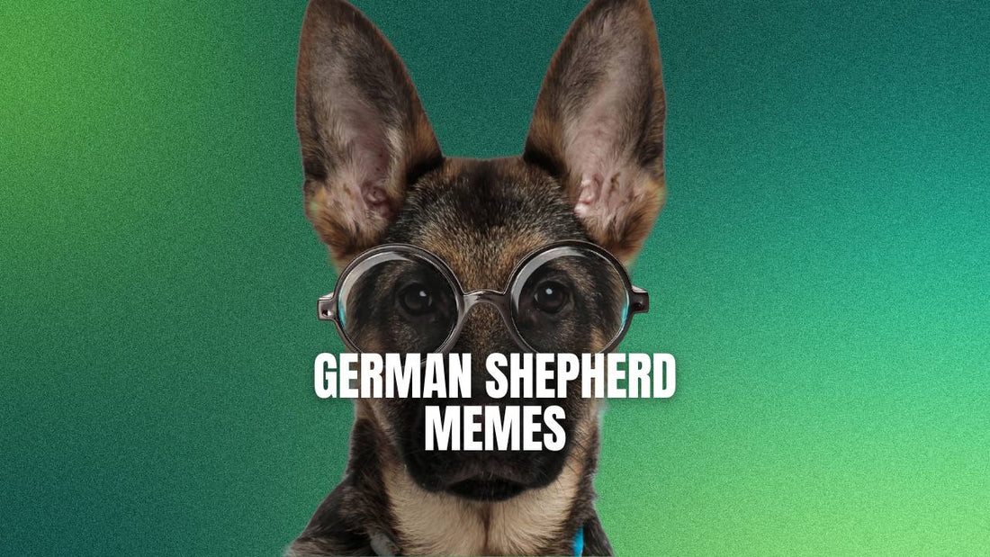 German Shepherd Memes - GSD Colony