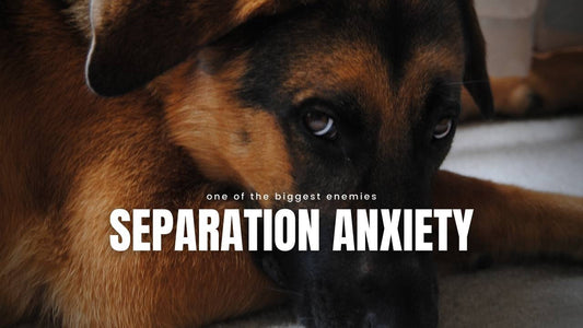 German Shepherd Separation Anxiety - GSD Colony