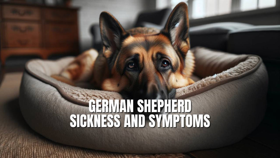 German Shepherd Sickness and Symptoms